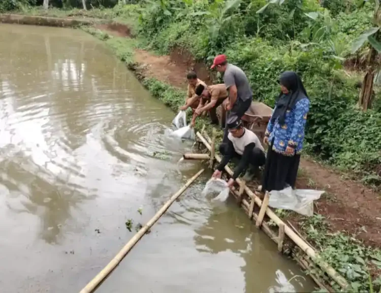 PELEPASAN BIBIT— Wali Nagari Balai Panjang beserta staf dan masyarakat melepas bibit ikan bantuan anggota DPRD Sumbar Ilson Cong.