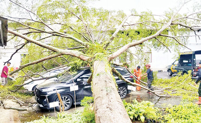 Bencana Hidrometeorologi Meluas di Padang, Pohon Tumbang Timpa Mobil, Ribuan Warga Terdampak 1 POHON TUMBANG— Pohon besar tumbang menimpa dua unit mobil yang sedang terparkir di area parkir Hotel Mercure Padang, Rabu (26/11) pagi. Tingginya curah hujan beberpa hari terakhir menyebabkan bencana hidrometeorologi meluas dan menyebabkan 27.433 jiwa terdampak.
