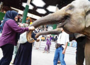 Habitat Gajah Terancam, Wamenhut Rohmat Tabuh Genderang Perang Lawan Perusak Hutan