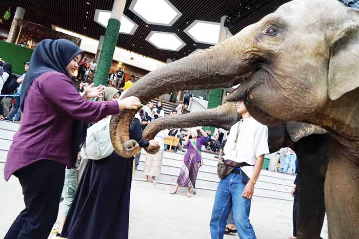 Habitat Gajah Terancam, Wamenhut Rohmat Tabuh Genderang Perang Lawan Perusak Hutan 1 ATRAKSI EDUKASI GAJAH— Sejumlah wisatawan menyaksikan atraksi edukasi satwa gajah Sumatera di Taman Safari Indonesia, Cisarua, Kabupaten Bogor, Jawa Barat.