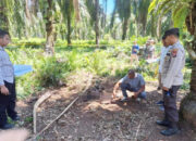 Geger! Mayat Pria Dikerubungi Biawak di Kebun Sawit, Tak Utuh dan Membusuk, Identitasnya belum Diketahui