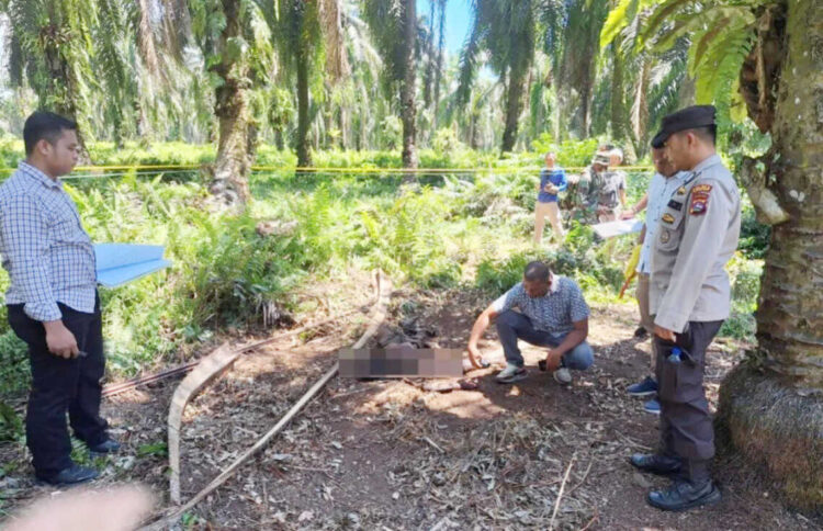 Geger! Mayat Pria Dikerubungi Biawak di Kebun Sawit, Tak Utuh dan Membusuk, Identitasnya belum Diketahui 1 PENEMUAN MAYAT— Polisi melakukan olah TKP penemuan mayat di areal perkebunan sawit Blok 22 Inti PT PMJ, Nagari Ampek Koto, Kecamatan Kinali.