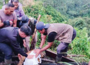 Anak Harimau Sumatera Terjerat Perangkap Babi, Dievakuasi Tim Gabungan dan Kini Dirawat di TMSBK