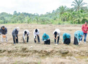 Produktifkan Lahan Tidur, BUMNag Lubas Mandiri jadi Contoh Inovasi Pertanian Agam