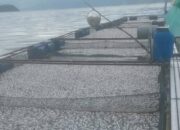 Pilu Petani Keramba di Penghujung Tahun, Dipicu Cuaca Ekstrem, Puluhan Ton Ikan Mati Mendadak