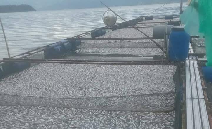 Dipengaruhi Cuaca Ratusan Ton Ikan Keramba secara mati mendadak