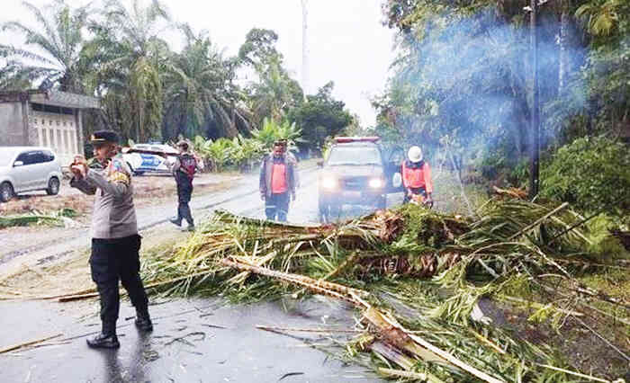 PEMBERSIHAN MATERIAL— Petugas membersihkan material pohon tumbang yang menyebabkan kecelakaan hingga menimbulkan korban jiwa di Padang Cakua, Jorong Bawan Tuo, Nagari Bawan, Kecamatan Ampek Nagari, Kabupaten Agam, pada Jumat (21/11) dini hari.