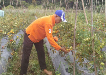 Harga Murah,Semangat Petani Tomat Lesu
