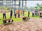 Polda Sumbar Musnahkan Ratusan Kilogram Ganja