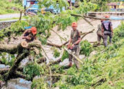 Pohon Trambesi Tumbang di Jalan Irigasi, Timpa Warga, Tulang Bahu Patah, Dilarikan ke RS Unand