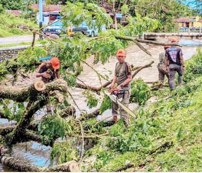 EVAKUASI POHON TUMBANG— Tim Reaksi Cepat (TRC) Satlinmas, BKO Pauh, Babinsa, Dubalang, RT/RW dan tokoh masyarakat setempat melakukan pemotongan batang pohon trambesi, pembersihan material, dan memastikan area kembali aman, di jalan Irigasi, Kelurahan Kepala Koto, Kecamatan Pauh, Senin (17/11).