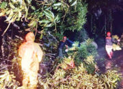Warga Diminta Waspada Potensi Bencana Akibat Cuaca Ekstrem, Pohon Mangga Tumbang Timpa Kandang Ayam, Tutup Akses Jalan