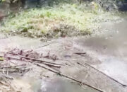 Air sungai Hitam dan Berbau Menyengat diduga Akibat Limbah PT Dharmasraya Lestarindo, Masyarakat Dihantui Ketakutan akan Wabah Penyakit