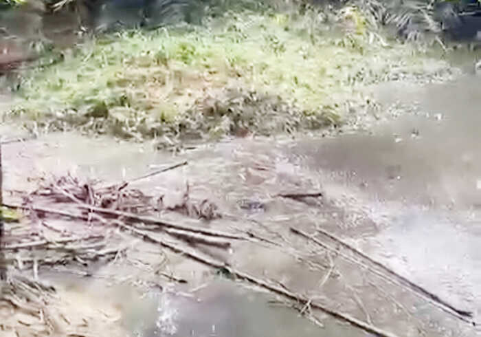 Air sungai Hitam dan Berbau Menyengat diduga Akibat Limbah PT Dharmasraya Lestarindo, Masyarakat Dihantui Ketakutan akan Wabah Penyakit 1 SUNGAI TERCEMAR— Sungai Koto Balai yang diduga dicemari limbah PT Dharmasraya Lestarindo.