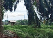 DLH Temukan Indikasi Kelalaian dalam Dugaan Kebocoran Limbah PT Dharmasraya Lestarindo