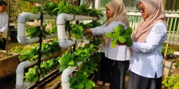 Upaya Pemanfaatan Lahan Terbatas, Dinas Pertanian Kota Solok Panen Sayur Hidroponik 9 PANEN SAYUR HIDROPNIK— Petugas dari Dinas Pertanian dan Pangan Kota Solok melakukan panen sayuran hidroponik di lingkungan kantor dinas. Kegiatan ini merupakan bagian dari upaya pemanfaatan lahan terbatas sekaligus mendorong konsumsi sayuran sehat di lingkungan Pemerintah Kota Solok dan masyarakat sekitar.