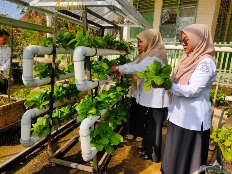 PANEN SAYUR HIDROPNIK— Petugas dari  Dinas Pertanian dan Pangan Kota Solok melakukan panen sayuran hidroponik di lingkungan kantor dinas. Kegiatan ini merupakan bagian dari upaya pemanfaatan lahan terbatas sekaligus mendorong konsumsi sayuran sehat di lingkungan Pemerintah Kota Solok dan masyarakat sekitar.