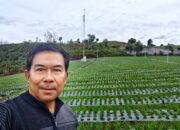 Kabupaten Solok Produsen Bawang Merah Terbesar Kedua Nasional, Nofrins: Kembangkan Lahan di Alahan Panjang