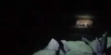 Penampakan Harimau di Mudiak Sungai Manau Kabupaten Solok Selatan, Camat KPGD: Sudah Dilaporkan ke BKSDA Sumbar 13 Penampakan Harimau di Mudiak Sungai Manau Kabupaten Solok Selatan, Camat KPGD: Sudah Dilaporkan ke BKSDA Sumbar