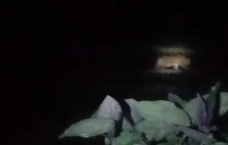 Penampakan Harimau di Mudiak Sungai Manau Kabupaten Solok Selatan, Camat KPGD: Sudah Dilaporkan ke BKSDA Sumbar 1 Penampakan Harimau di Mudiak Sungai Manau Kabupaten Solok Selatan, Camat KPGD: Sudah Dilaporkan ke BKSDA Sumbar