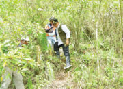 Bupati Tinjau Hulu Sungai dan Sumber Longsor di Kuok III Koto Matur