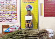 Nekat! Petani di Sungai Tarab 8 Bulan Berladang Ganja, Polisi Temukan 42 Batang yang Tumbuh Subur, Hasil Panen untuk Dijual dan Dipakai Sendiri