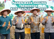 Panen Raya Jagung Serentak, Agam Tegaskan Komitmen Swasembada Pangan