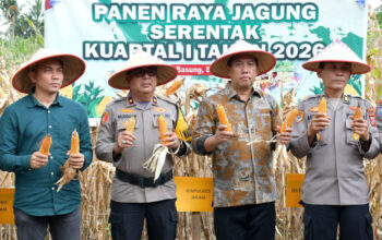 Ikuti Panen Raya Jagung Serentak