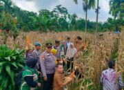 Tanaman Jagung Jadi Unggulan Nagari Balai Panjang