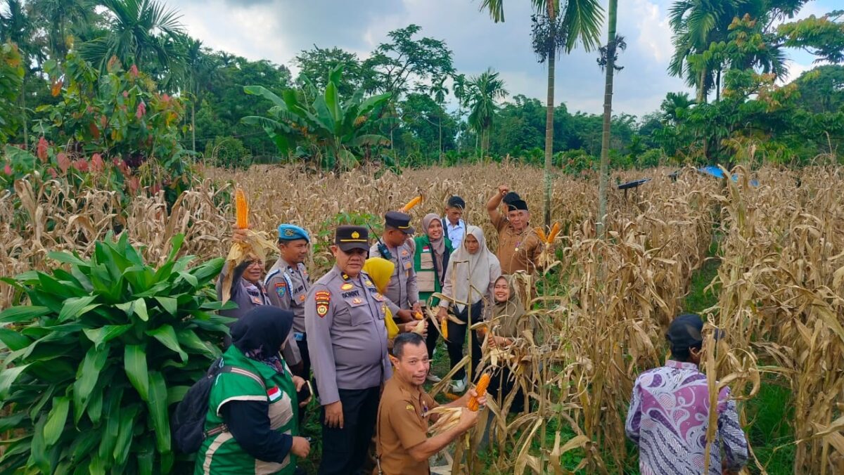 Tanaman Jagung Jadi Unggulan Nagari Balai Panjang