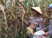 Dukung Swasembada Pangan, Polres 50 Kota Panen Raya Jagung Serentak