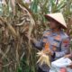 Polres 50 Kota Panen Raya Jagung Serentak Dukung Swasembada Pangan