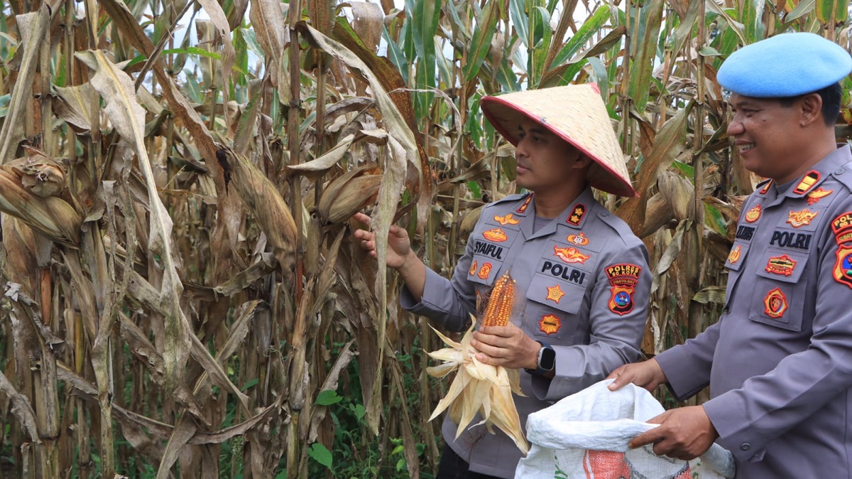 Polres 50 Kota Panen Raya Jagung Serentak Dukung Swasembada Pangan