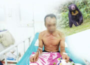 Lindungi Anak, Ayah Luka Parah Diserang Beruang, Korban Perjalanan Pulang usai Panen Manggis, Kening hingga Mulut Robek Terkena Cakar