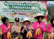 Camat Barangin Irma, Panen Jagung Bersama Koptan Nusa Indah Kakao