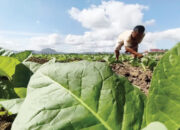 Sektor Pertembakauan Ditekan Luas, Harmonisasi Aturan Turunan PP 28/2024 Dinilai Perlu Pertimbangkan Dampak Secara Komprehensif