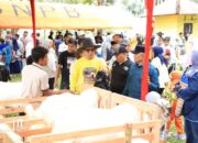 Peternak se-Sumbar Ikut Kontes Ternak Kambing dan Sapi di Kota Solok