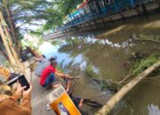 Pohon Tumbang Sumbat Aliran Sungai, Pemko Kerahkan Tim
